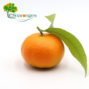 Mandarines Hernandines 2