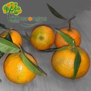 10Kg Mandarinas ORONUL (SIN... 2
