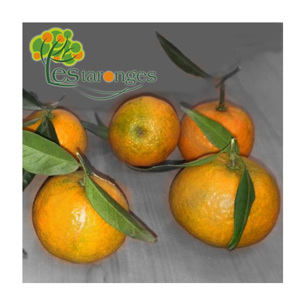 10 Kg Mandarinen Clementinen (Unbagged)