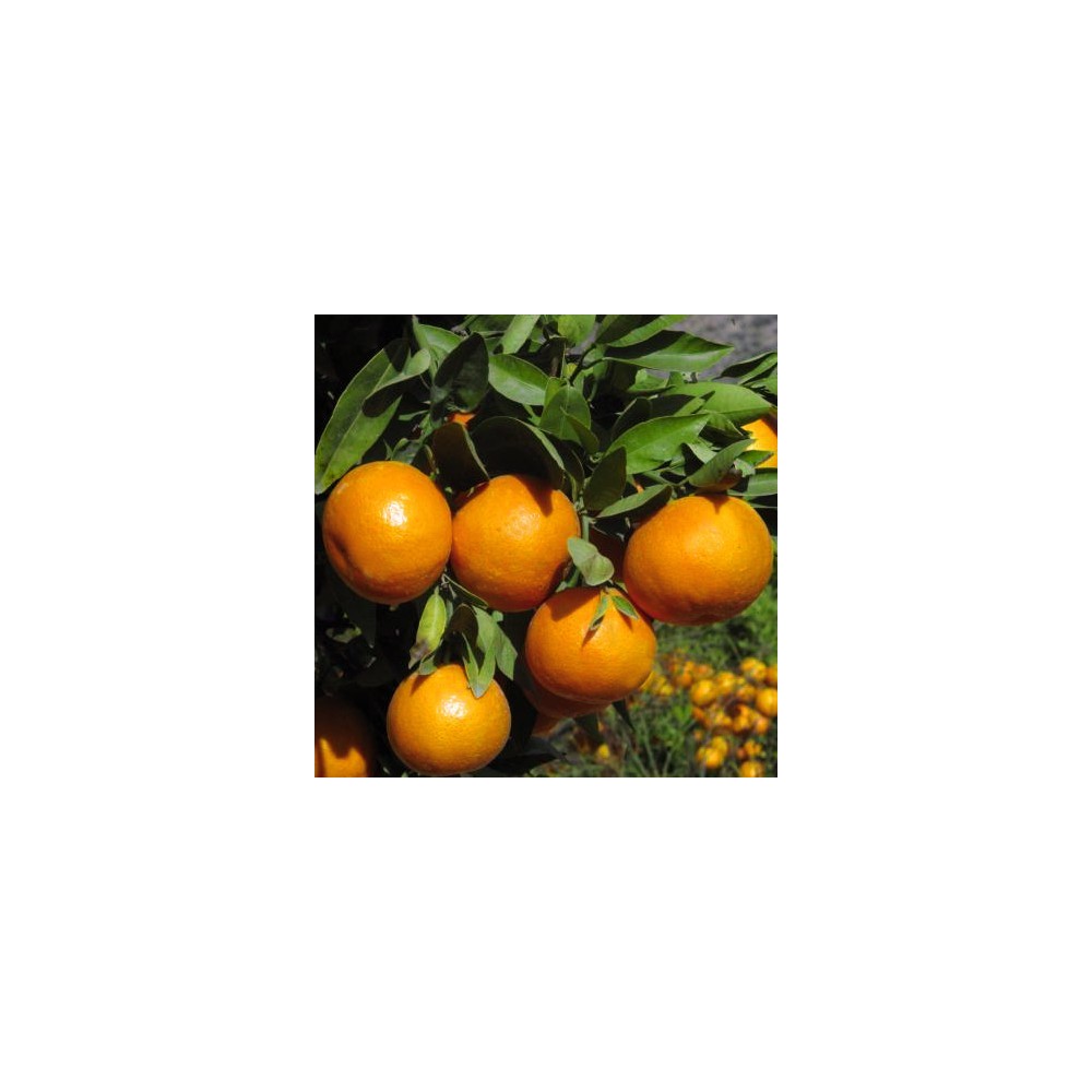 10 Kg Mandarinen Clementinen Verschiedene Sorten
