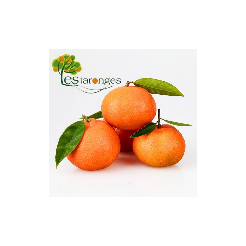 15 Clementinen Sorten Verschiedene Kg Mandarinen