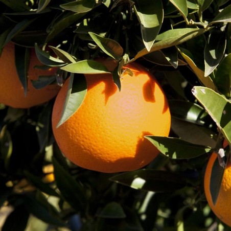 Mandarin Hernandina 15Kg