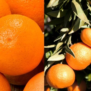 15Kg. Caixa Mixta de Taronges i Mandarines 2