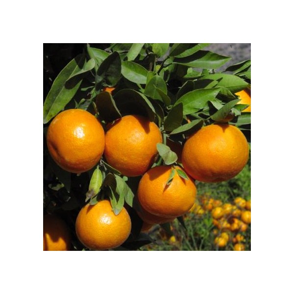 10 Kg Mandarinen Clementinen NULETA...