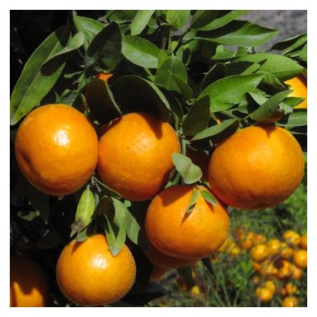 10Kg Mandarines Clémentines NULETA (Sans maille)