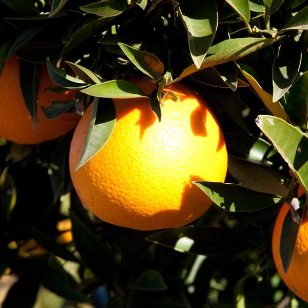 10 Kg Mandarines Hernandines (SENSE...